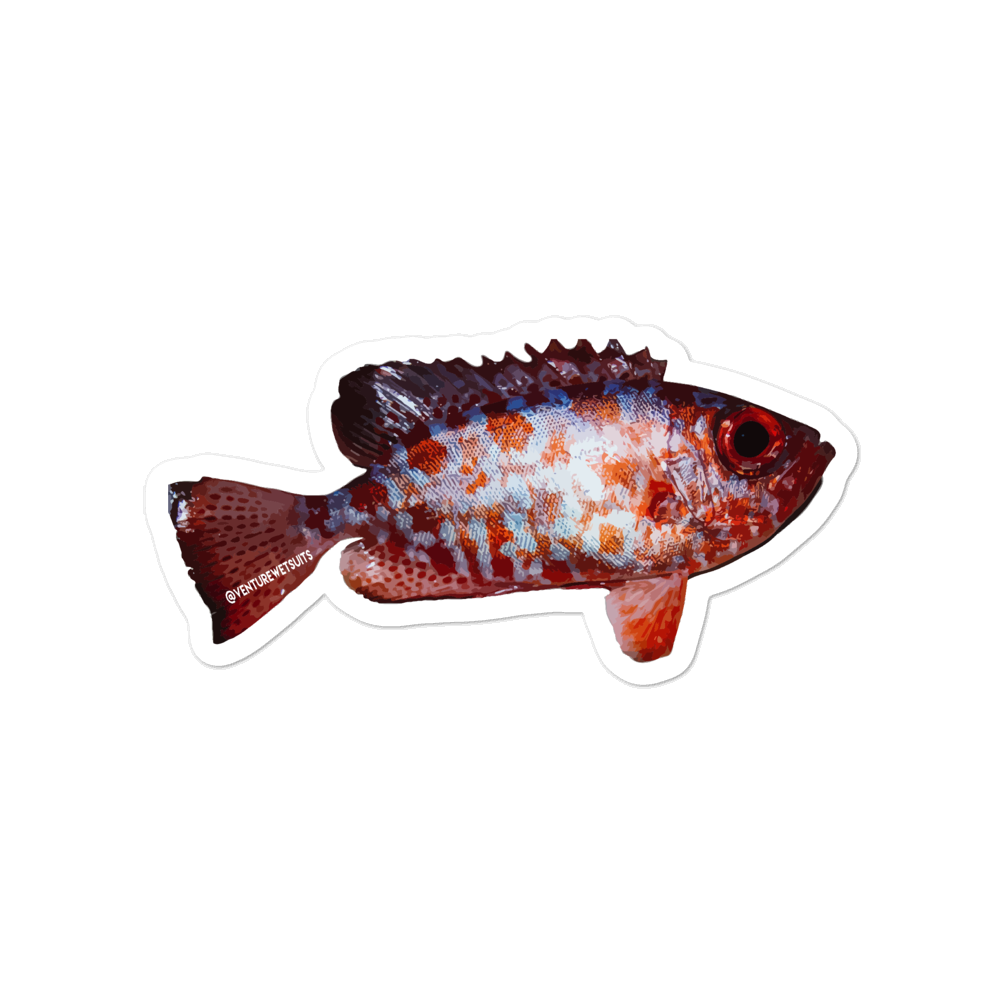 Adesivo per immersioni – Seite 2 - Dive Sticker Adesivo per immersioni – Seite 2 - Dive Sticker