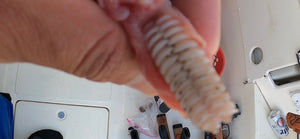Guess what fish have these chompers in it's throat!