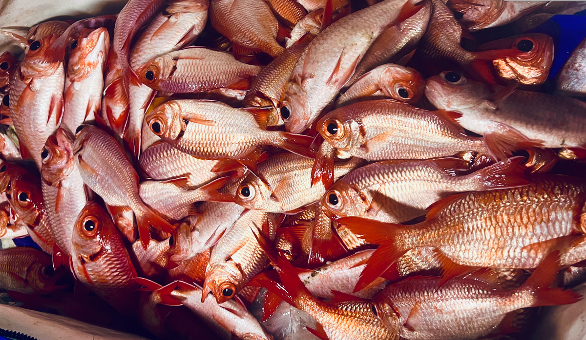 Menpachi Killah! Lives up to it's name! β Venture Wetsuits