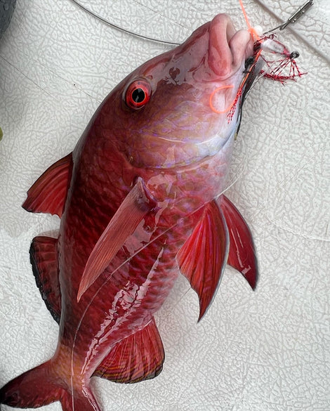 Amaebi Flies – Venture Wetsuits
