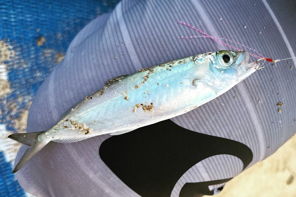 Halalu/Akule Flies 5PK Halalu/Akule Flies 5PK