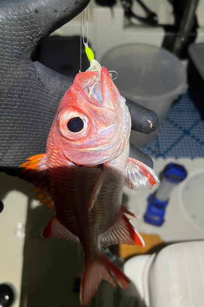 Menpachi Killah Smash Box (25PC) β Venture Wetsuits