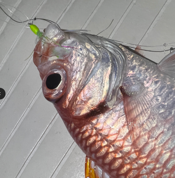 Menpachi Killah Smash Box (25PC) β Venture Wetsuits